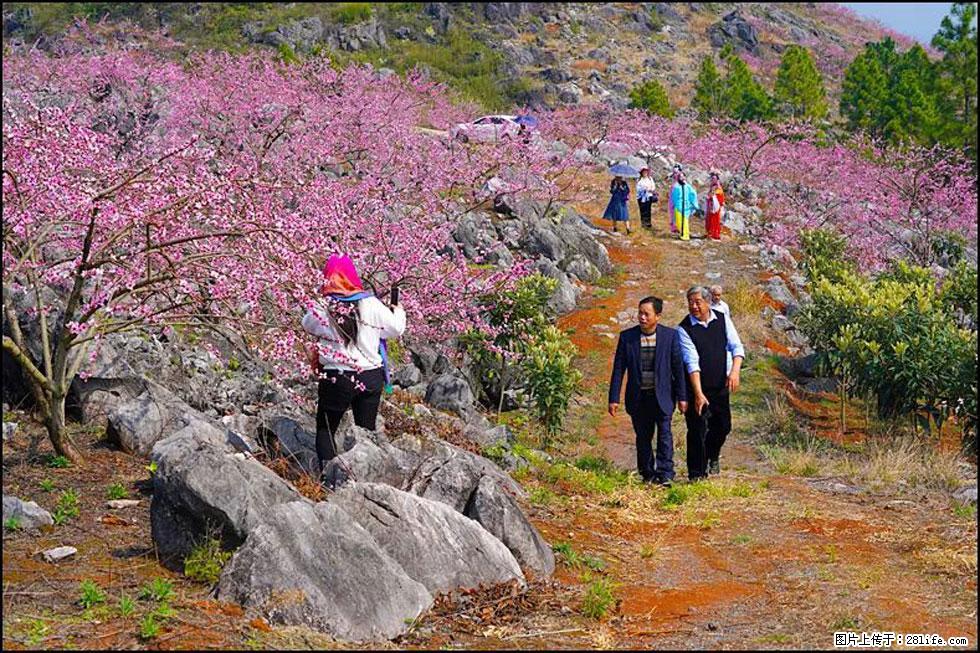 【春天,广西桂林灌阳县向您发出邀请!】望月岭上桃花开 - 游山玩水 - 甘南生活社区 - 甘南28生活网 gn.28life.com