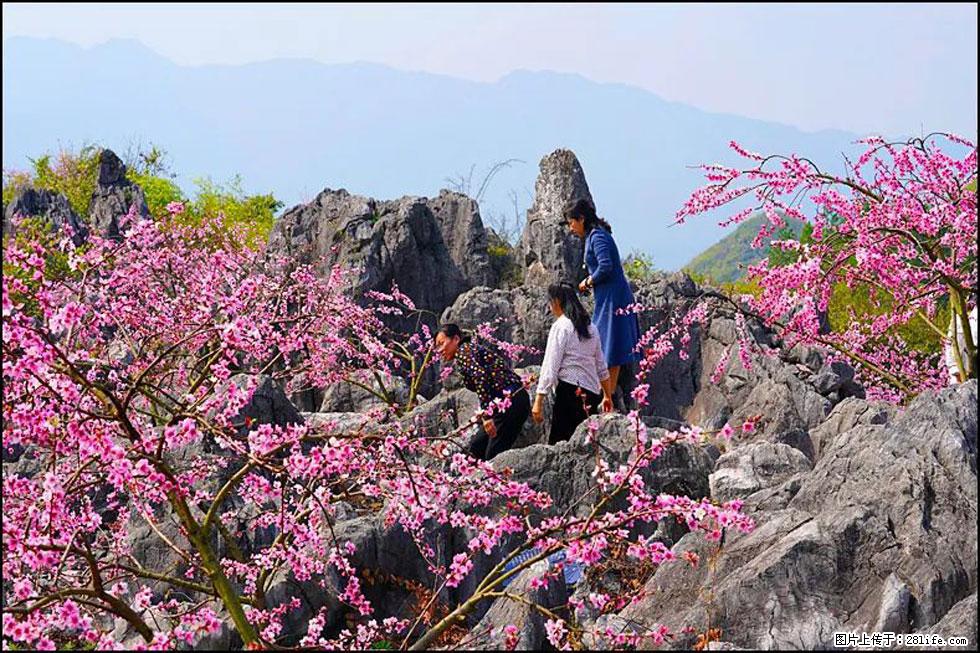【春天,广西桂林灌阳县向您发出邀请!】望月岭上桃花开 - 游山玩水 - 甘南生活社区 - 甘南28生活网 gn.28life.com