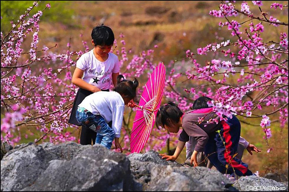 【春天,广西桂林灌阳县向您发出邀请!】望月岭上桃花开 - 游山玩水 - 甘南生活社区 - 甘南28生活网 gn.28life.com