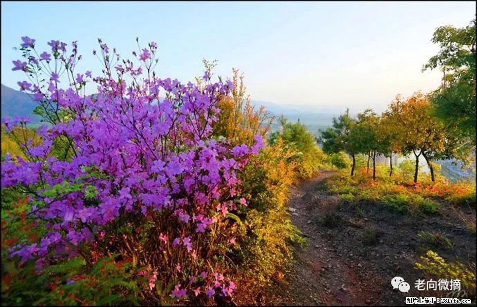 【春天,广西桂林灌阳县向您发出邀请!】登麒麟山,相约映山红 - 游山玩水 - 甘南生活社区 - 甘南28生活网 gn.28life.com