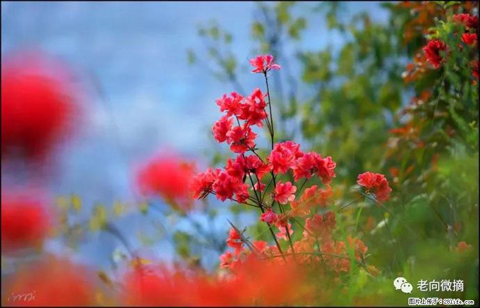 【春天,广西桂林灌阳县向您发出邀请!】登麒麟山,相约映山红 - 游山玩水 - 甘南生活社区 - 甘南28生活网 gn.28life.com