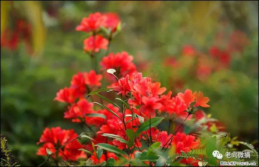 【春天,广西桂林灌阳县向您发出邀请!】登麒麟山,相约映山红 - 游山玩水 - 甘南生活社区 - 甘南28生活网 gn.28life.com
