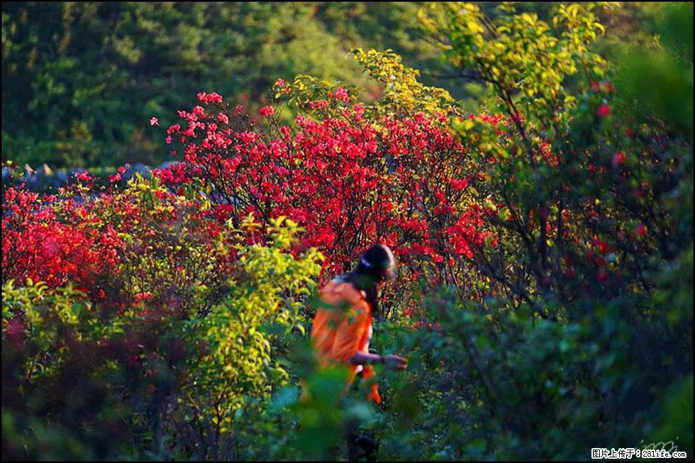 【春天,广西桂林灌阳县向您发出邀请!】春木界上映山红 - 游山玩水 - 甘南生活社区 - 甘南28生活网 gn.28life.com
