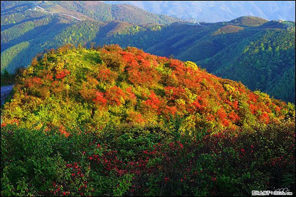【春天,广西桂林灌阳县向您发出邀请!】春木界上映山红 - 游山玩水 - 甘南生活社区 - 甘南28生活网 gn.28life.com