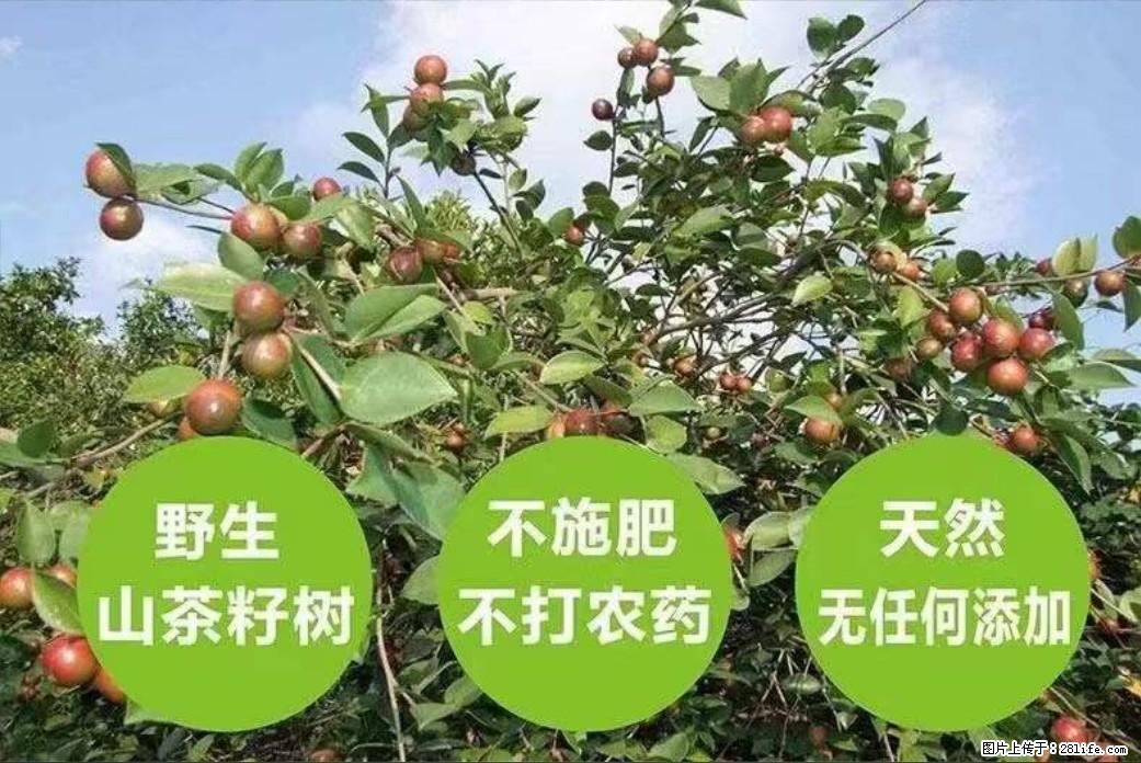 【灌阳县油茶产业示范区】一个有着充实的精神生活的人,对待身外之物自会有一种淡泊的态度 - 土特产 - 饮食特产 - 甘南分类信息 - 甘南28生活网 gn.28life.com