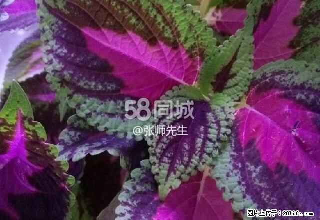 大什字八字楼无暖5楼一室一厅带 1室1厅0卫 - 房屋出租 - 房屋租售 - 甘南分类信息 - 甘南28生活网 gn.28life.com