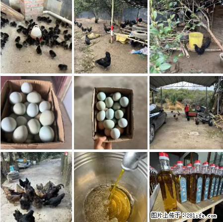 油茶园从小鸡仔开始养起的纯土鸡、土鸡蛋可以预定啦!还有前几天刚榨的纯山茶油哦 - 美食天地 - 甘南生活社区 - 甘南28生活网 gn.28life.com