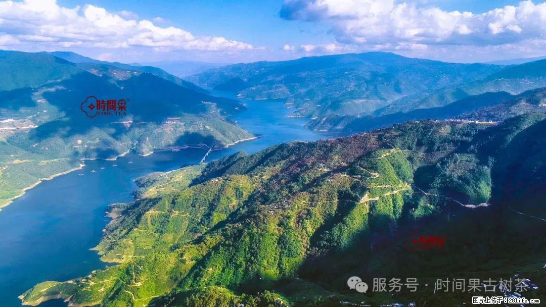 时间果百年古树龙珠普洱生茶 - 购物交流 - 甘南生活社区 - 甘南28生活网 gn.28life.com