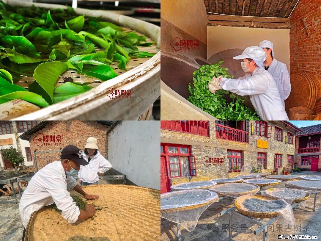 时间果百年古树龙珠普洱生茶 - 购物交流 - 甘南生活社区 - 甘南28生活网 gn.28life.com