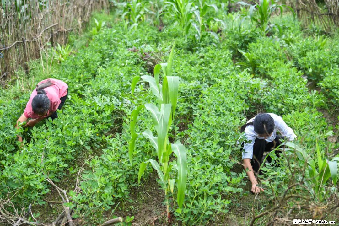 全网追的“扁担女孩”,找了一份暑假工,时薪12元 - 甘南生活资讯 - 甘南28生活网 gn.28life.com