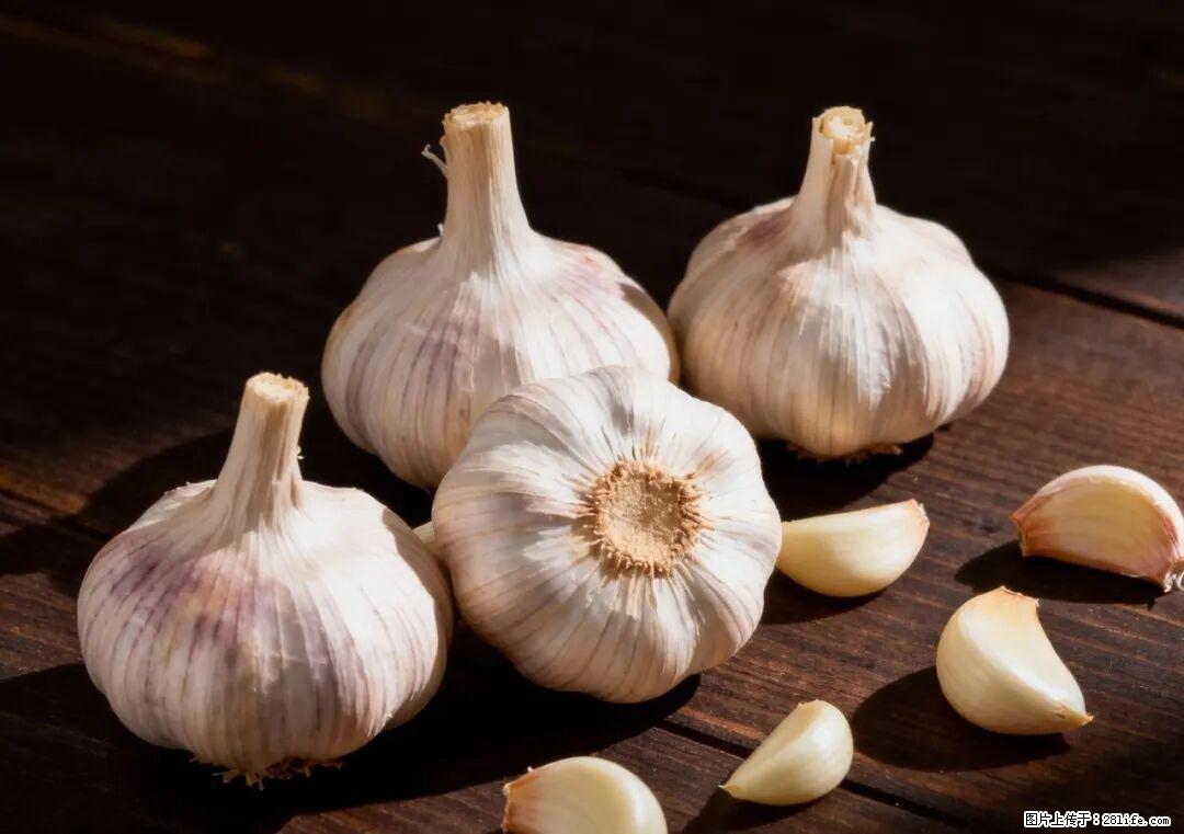 关于大蒜，除了“天然抗生素”，这4个谣言更该警惕! - 甘南生活资讯 - 甘南28生活网 gn.28life.com